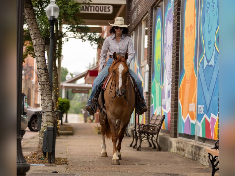 American Quarter Horse Wałach 7 lat 147 cm Bułana in Lufkin, TX