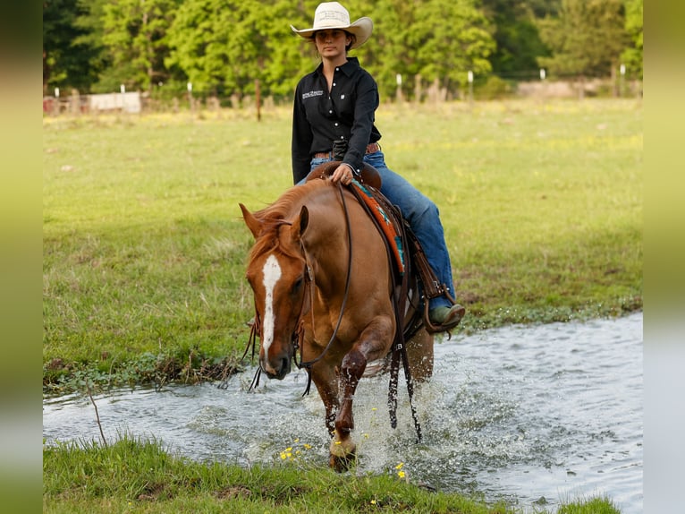American Quarter Horse Wałach 7 lat 147 cm Bułana in Lufkin, TX