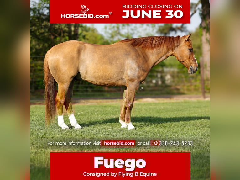 American Quarter Horse Wałach 7 lat 147 cm Bułana in Lufkin, TX