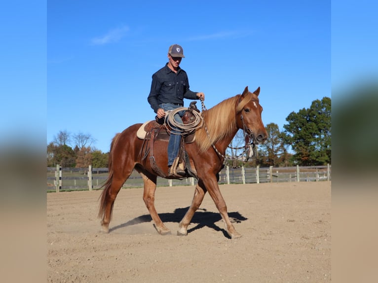 American Quarter Horse Mix Wałach 7 lat 147 cm Ciemnokasztanowata in Howell