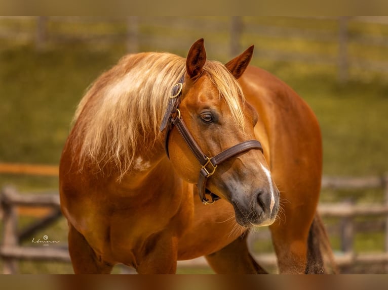 American Quarter Horse Wałach 7 lat 147 cm Ciemnokasztanowata in Ensdorf