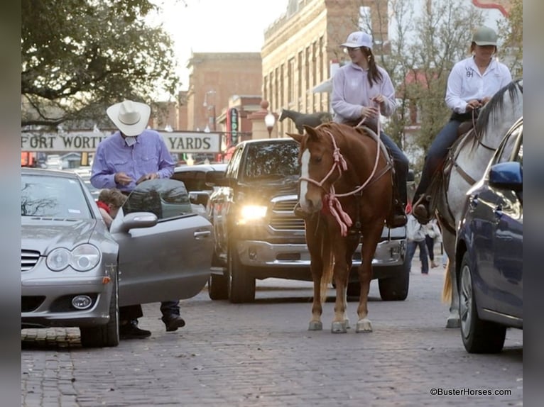 American Quarter Horse Wałach 7 lat 147 cm Ciemnokasztanowata in Weatherford TX