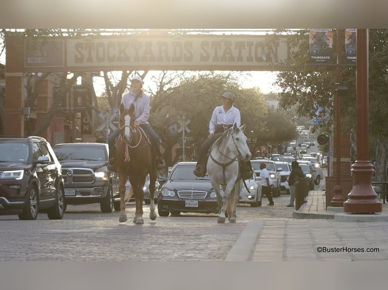 American Quarter Horse Wałach 7 lat 147 cm Ciemnokasztanowata in Weatherford TX