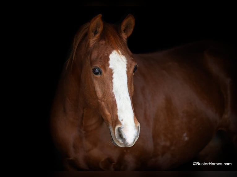 American Quarter Horse Wałach 7 lat 147 cm Ciemnokasztanowata in Weatherford TX