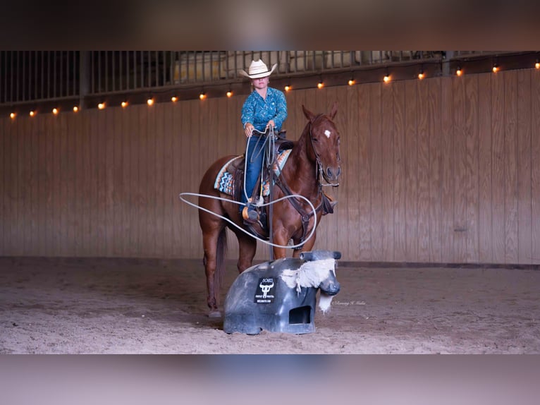 American Quarter Horse Wałach 7 lat 147 cm Cisawa in Grand Island, NE