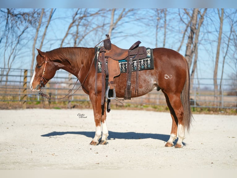 American Quarter Horse Wałach 7 lat 147 cm Cisawa in Independence