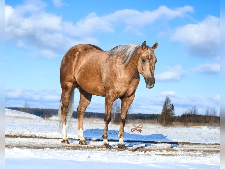 American Quarter Horse Wałach 7 lat 147 cm Izabelowata in Canistota