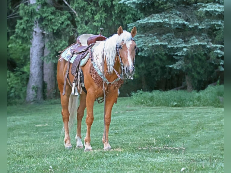 American Quarter Horse Wałach 7 lat 147 cm Izabelowata in Ashland OH