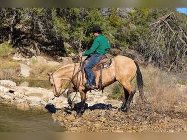 American Quarter Horse Wałach 7 lat 147 cm Jelenia in Ranger