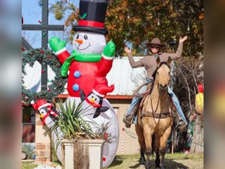 American Quarter Horse Wałach 7 lat 147 cm Jelenia in Ranger