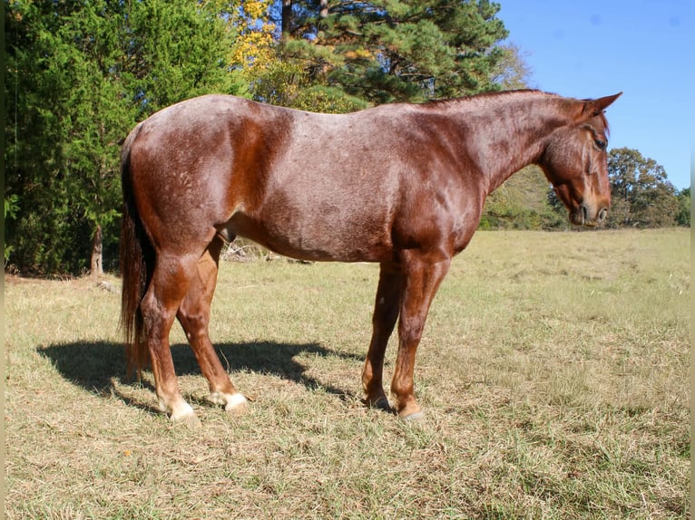 American Quarter Horse Wałach 7 lat 147 cm Kasztanowatodereszowata in Rusk