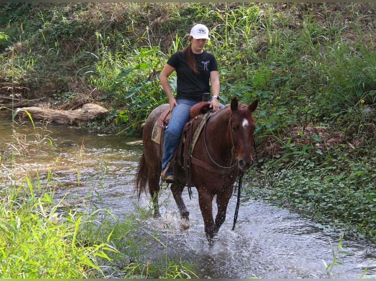 American Quarter Horse Wałach 7 lat 147 cm Kasztanowatodereszowata in Rusk