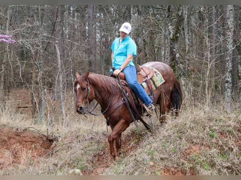 American Quarter Horse Wałach 7 lat 147 cm Kasztanowatodereszowata in Rusk