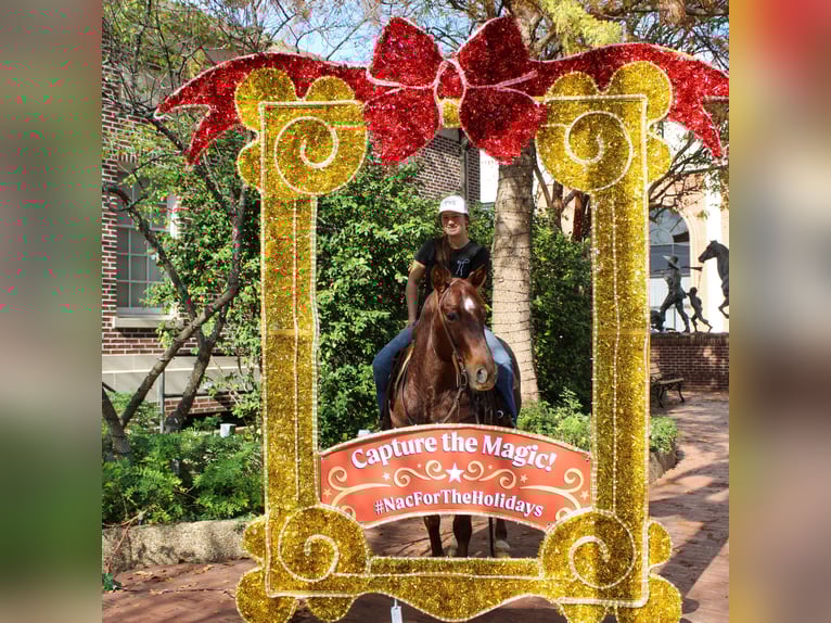 American Quarter Horse Wałach 7 lat 147 cm Kasztanowatodereszowata in Rusk