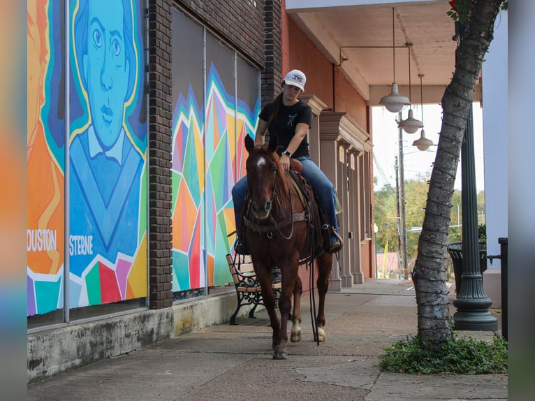 American Quarter Horse Wałach 7 lat 147 cm Kasztanowatodereszowata in Rusk
