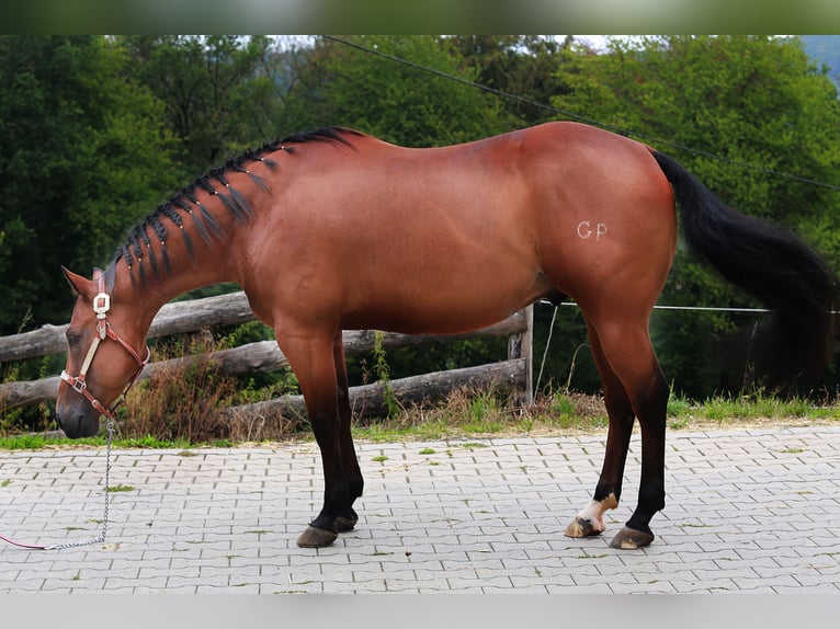 American Quarter Horse Wałach 7 lat 148 cm  in Windeck