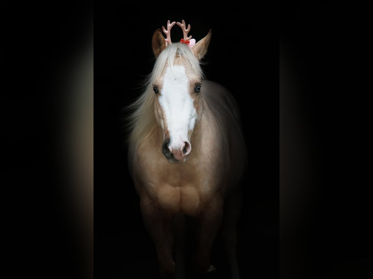 American Quarter Horse Wałach 7 lat 149 cm Izabelowata in Windeck