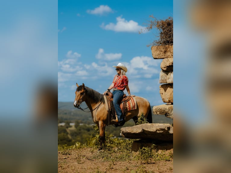 American Quarter Horse Wałach 7 lat 150 cm Bułana in Quitman AR