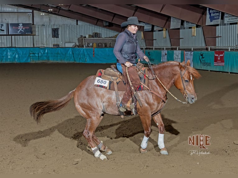 American Quarter Horse Wałach 7 lat 150 cm Ciemnokasztanowata in Billings
