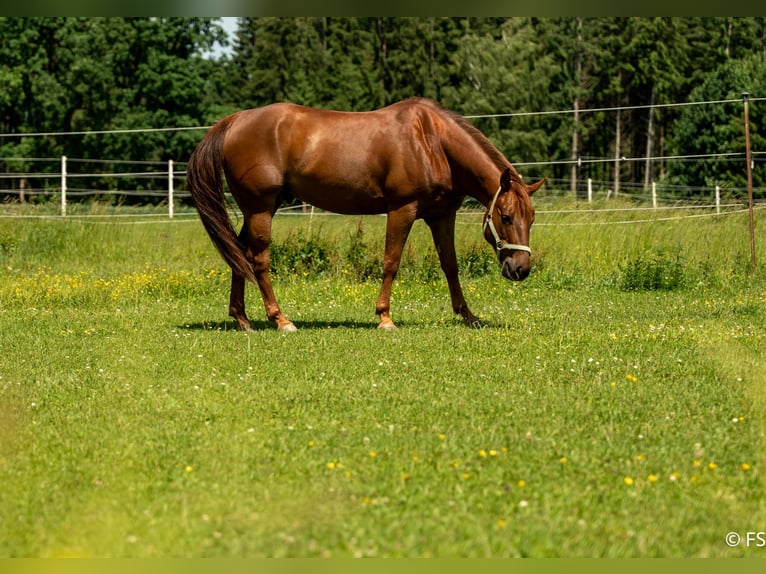 American Quarter Horse Wałach 7 lat 150 cm Ciemnokasztanowata in Mittelstetten