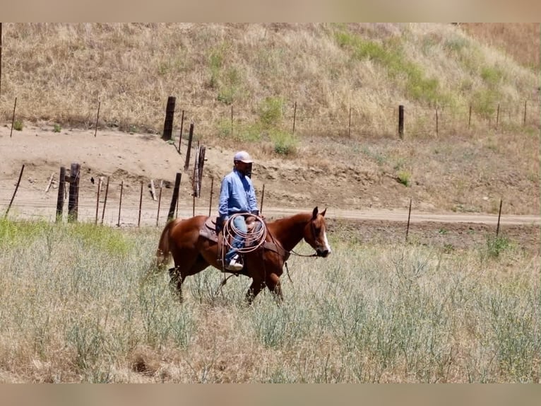 American Quarter Horse Wałach 7 lat 150 cm Cisawa in Tres Pinos