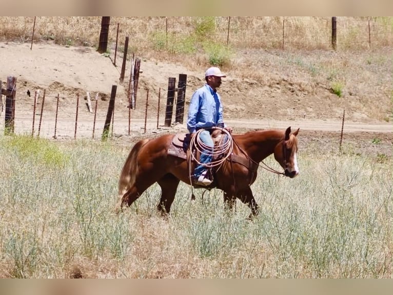 American Quarter Horse Wałach 7 lat 150 cm Cisawa in Tres Pinos