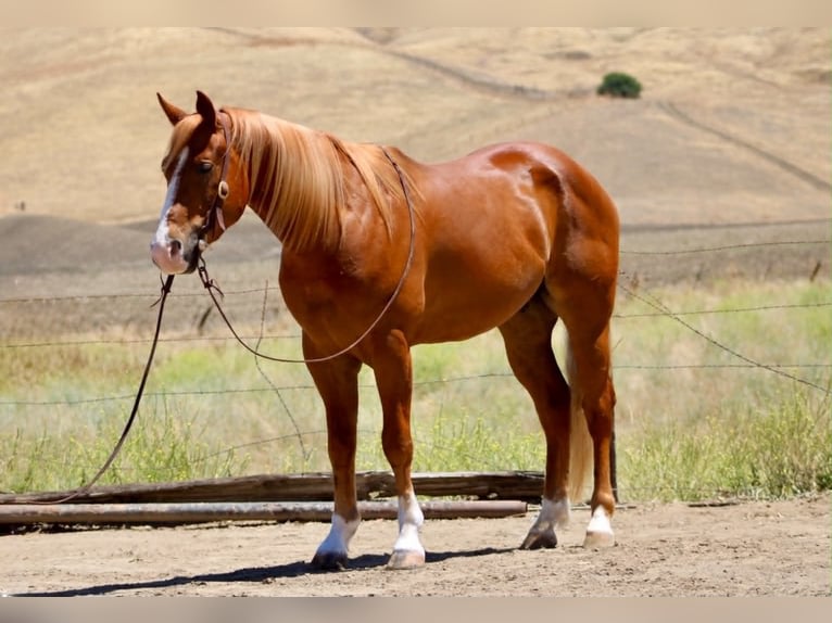 American Quarter Horse Wałach 7 lat 150 cm Cisawa in Tres Pinos