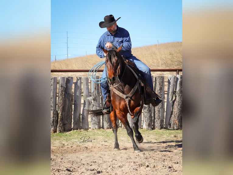 American Quarter Horse Wałach 7 lat 150 cm Gniada in Broken Bow