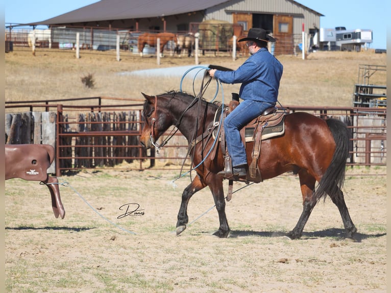 American Quarter Horse Wałach 7 lat 150 cm Gniada in Broken Bow