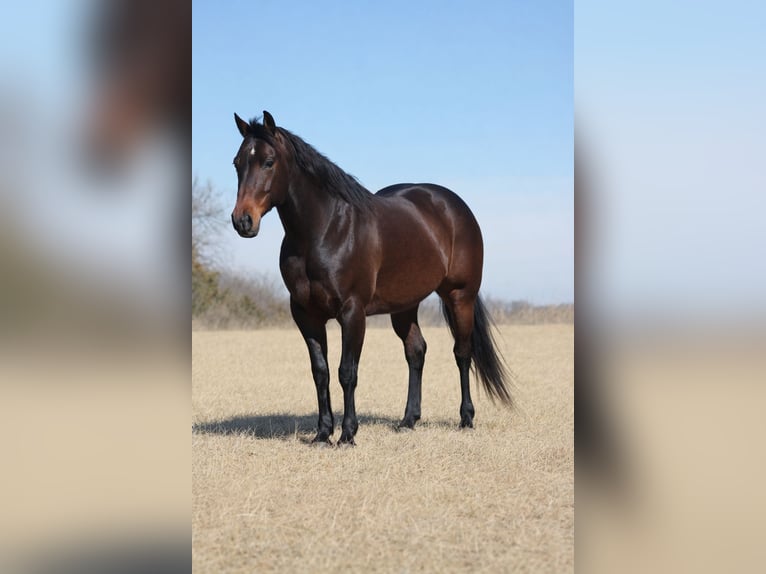 American Quarter Horse Wałach 7 lat 150 cm Gniada in Cincinnati
