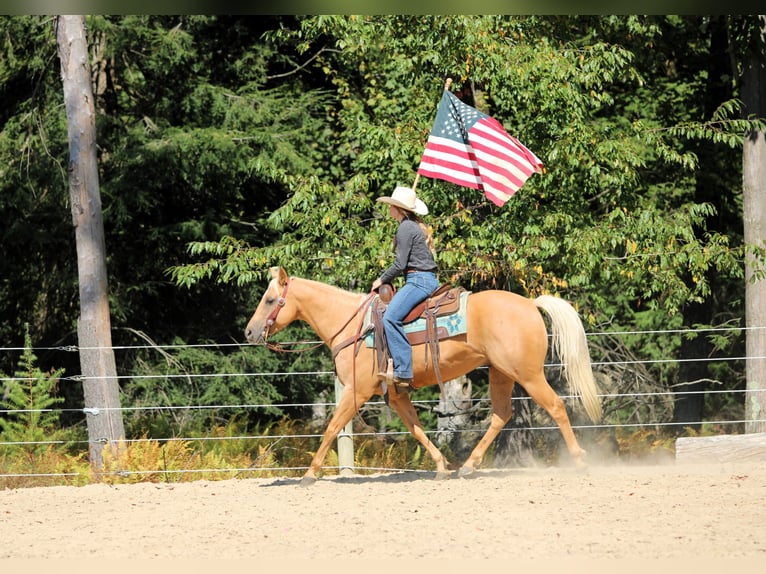 American Quarter Horse Wałach 7 lat 150 cm Izabelowata in Clarion