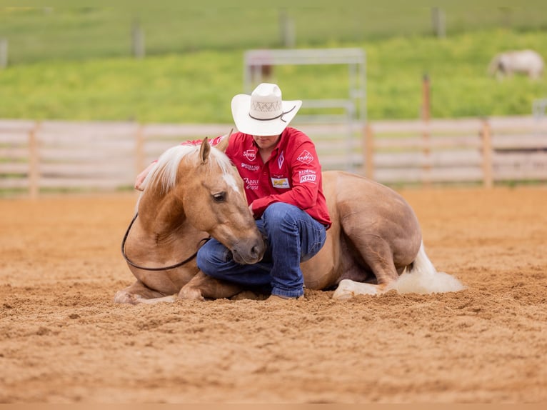 American Quarter Horse Wałach 7 lat 150 cm Izabelowata in Jackson, OH