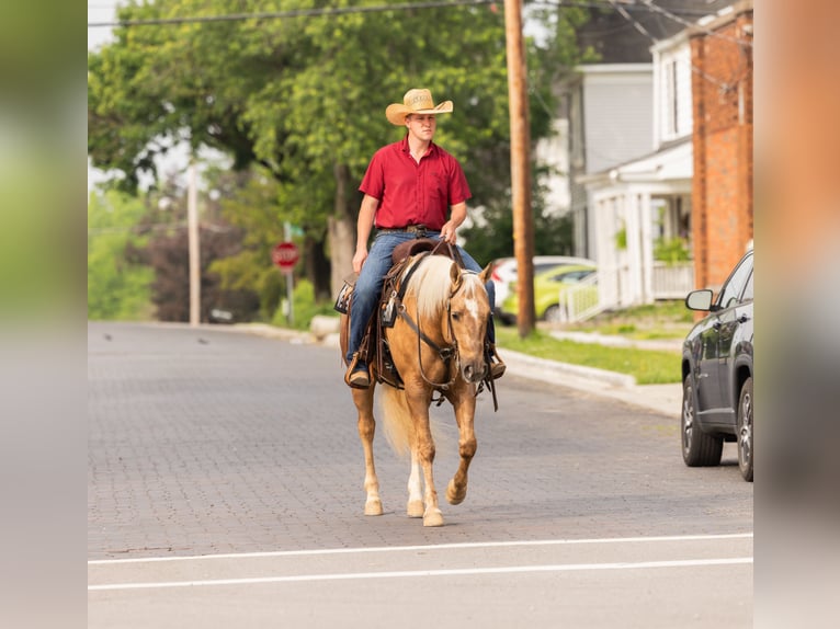 American Quarter Horse Wałach 7 lat 150 cm Izabelowata in Jackson, OH