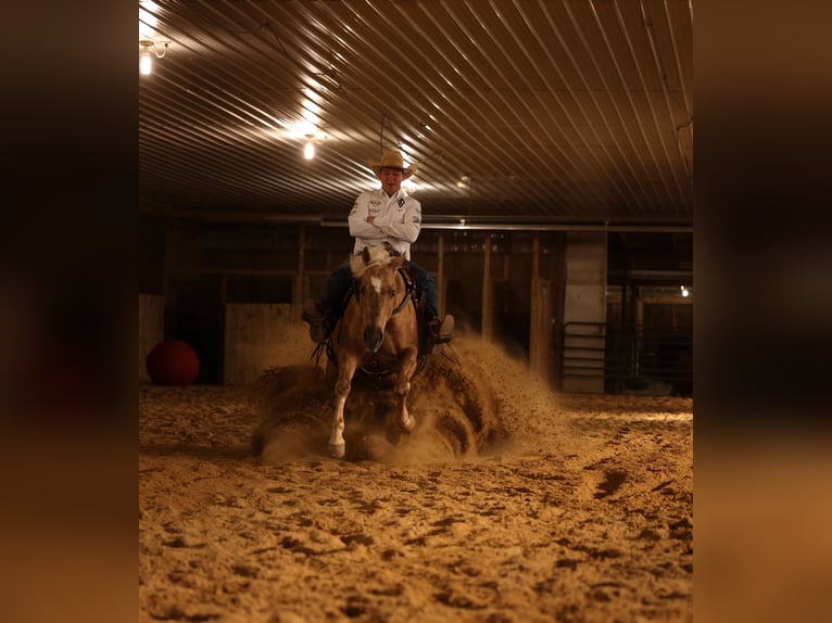 American Quarter Horse Wałach 7 lat 150 cm Izabelowata in Jackson, OH