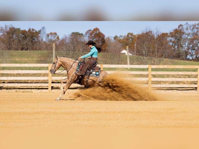 American Quarter Horse Wałach 7 lat 150 cm Izabelowata in Jackson, OH