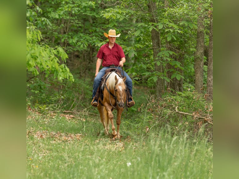 American Quarter Horse Wałach 7 lat 150 cm Izabelowata in Jackson, OH