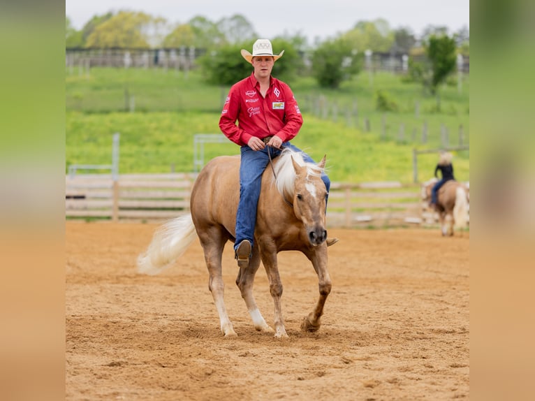 American Quarter Horse Wałach 7 lat 150 cm Izabelowata in Jackson, OH