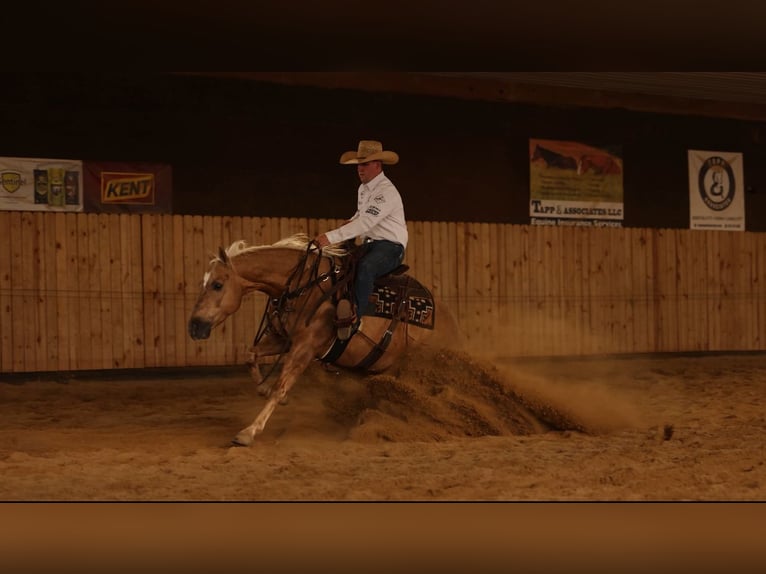 American Quarter Horse Wałach 7 lat 150 cm Izabelowata in Jackson, OH