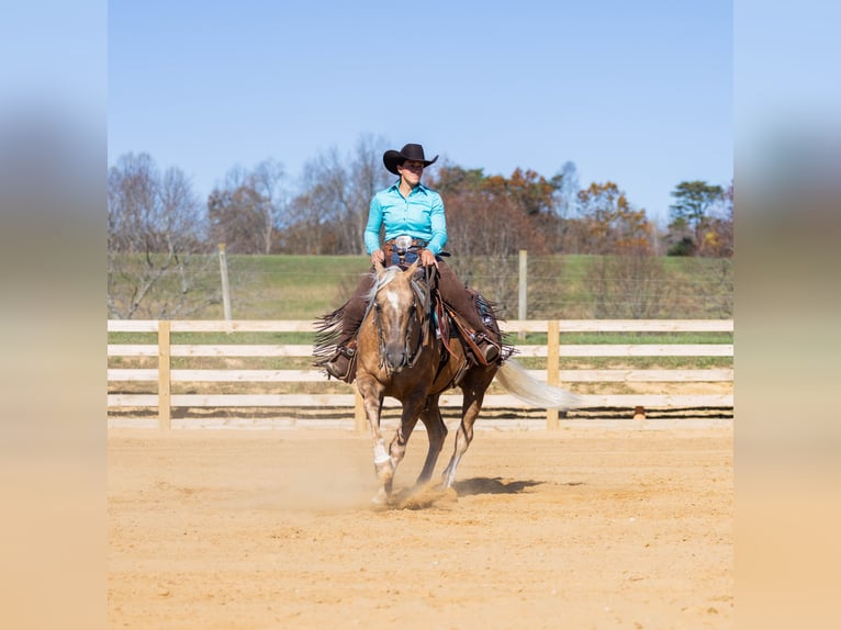 American Quarter Horse Wałach 7 lat 150 cm Izabelowata in Jackson, OH