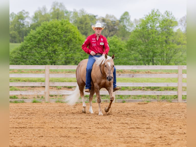 American Quarter Horse Wałach 7 lat 150 cm Izabelowata in Jackson, OH