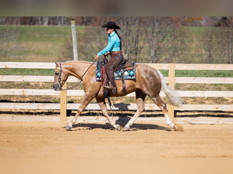 American Quarter Horse Wałach 7 lat 150 cm Izabelowata in Jackson, OH