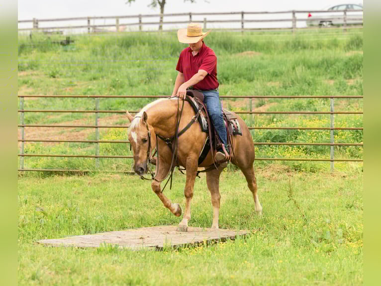 American Quarter Horse Wałach 7 lat 150 cm Izabelowata in Jackson, OH