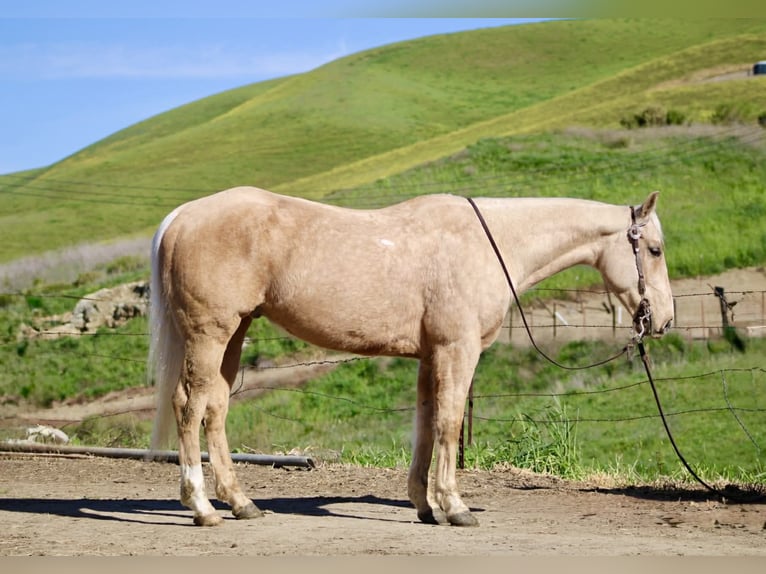 American Quarter Horse Wałach 7 lat 150 cm Izabelowata in Tres Pinos