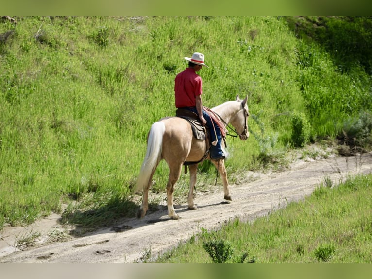 American Quarter Horse Wałach 7 lat 150 cm Izabelowata in Tres Pinos
