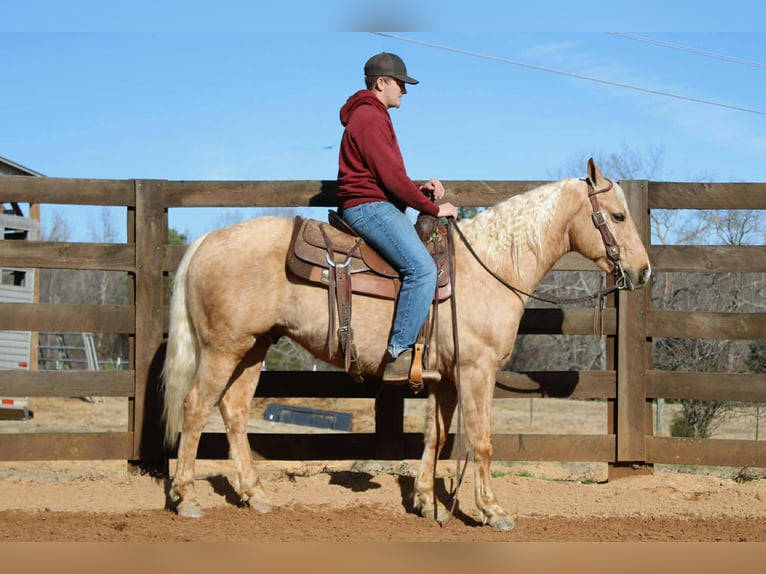 American Quarter Horse Wałach 7 lat 150 cm Izabelowata in Cherryville