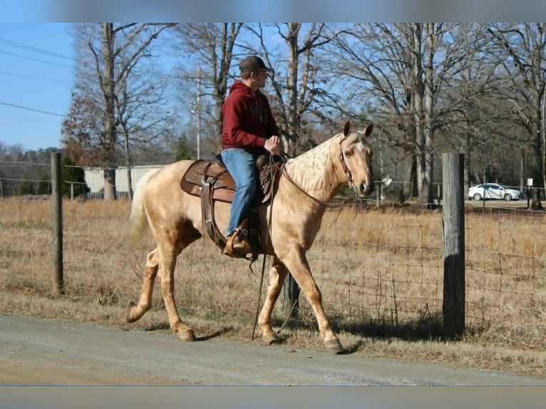 American Quarter Horse Wałach 7 lat 150 cm Izabelowata in Cherryville