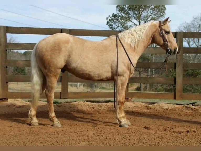 American Quarter Horse Wałach 7 lat 150 cm Izabelowata in Cherryville