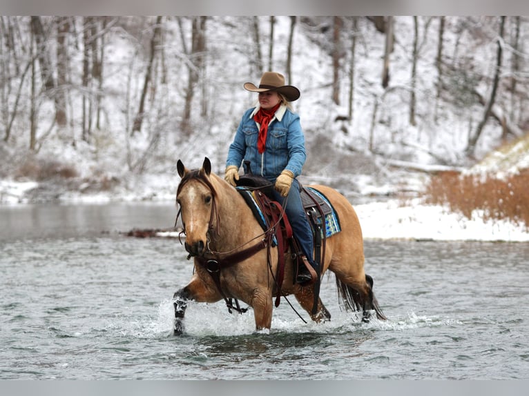 American Quarter Horse Wałach 7 lat 150 cm Jelenia in Clarion