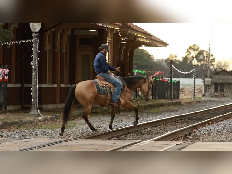 American Quarter Horse Wałach 7 lat 150 cm Jelenia in Morrilton