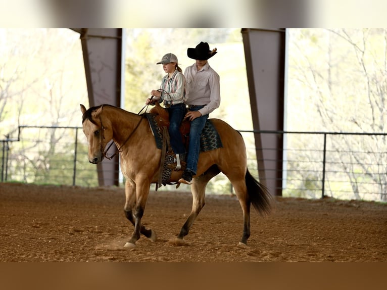 American Quarter Horse Wałach 7 lat 150 cm Jelenia in Morrilton